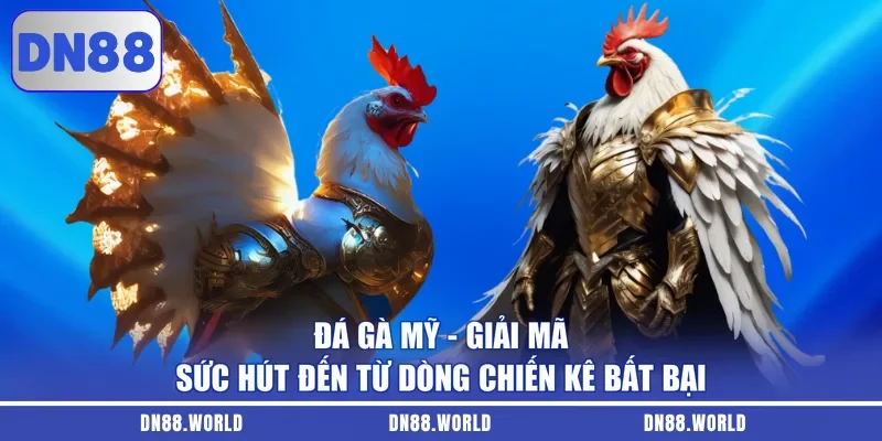 Đá Gà Mỹ - Giải Mã Sức Hút Đến Từ Dòng Chiến Kê Bất Bại